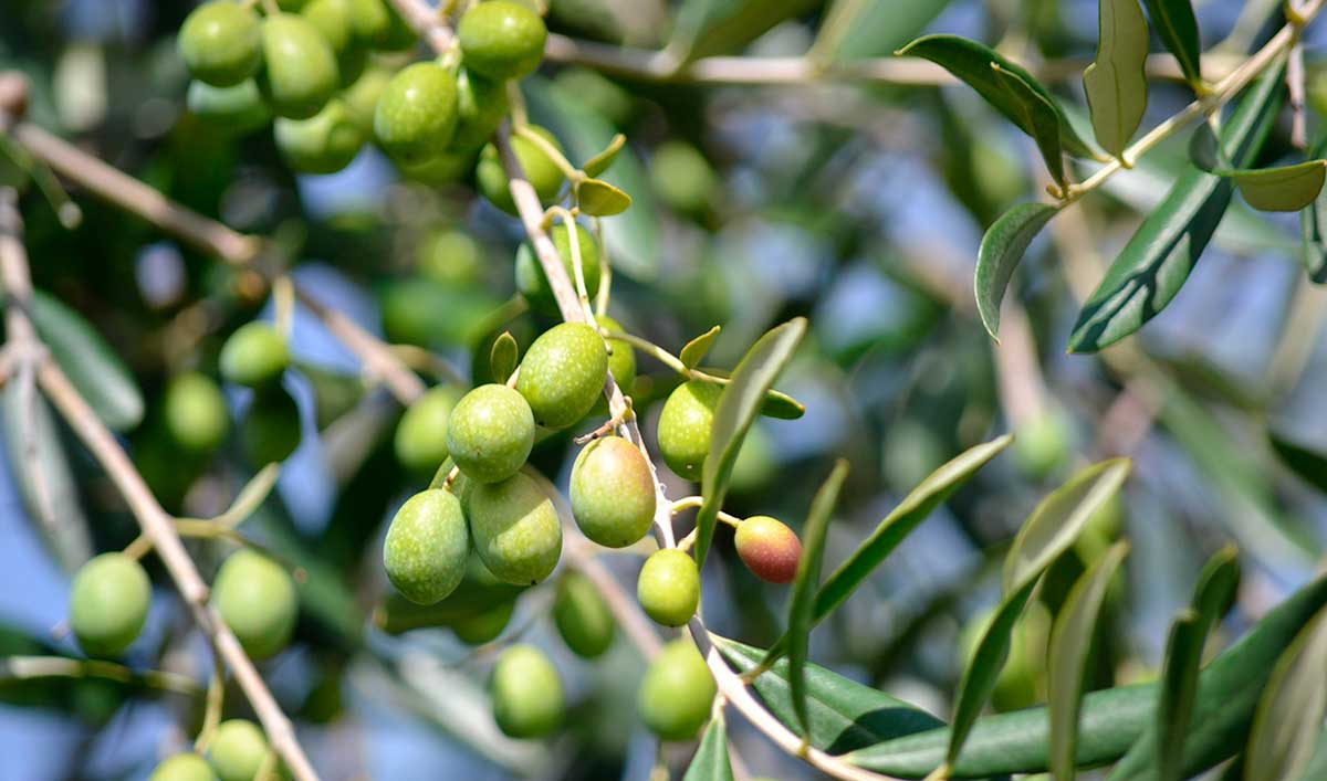 spanisches Olivenöl, Olivenbaum
